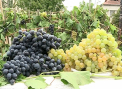 Boabe de struguri care abia incap in gura si ciorchini de 3 kg. Festivalul Strugurelui, in premiera