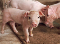Noua bomba din industria alimentara: carne de porc, transformata in carne de vita cu ajutorul chimicalelor