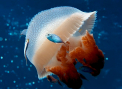 5 cele mai longevive animale din lume