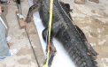 A dormit cu un crocodil de 136 de kilograme sub pat. "Am stat la doar cativa centimetri de el"