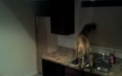 Cainele Houdini. Cum scapa un patruped din camera in care l-a incuiat stapanul. VIDEO