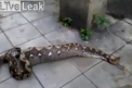 IMAGINI SOCANTE. Un thailandez a filmat cum un piton urias regurgiteaza un caine. VIDEO