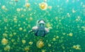 A inotat printre mii de meduze, imbracata doar in costum de baie. FOTO