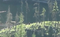 Descoperirea facuta de un barbat intr-o padure. Pozele circula pe tot internetul acum