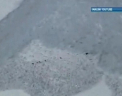 Momentul in care cateva capre au scapat ca prin minune de o avalansa din muntii Alpi