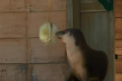 Craciunul, mai devreme pentru animalele de la o gradina zoologica din Sydney. Vezi ce cadouri au primit
