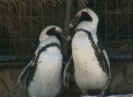 Surpriza la o gradina zoologica din Israel. Cum arata un cuplu de pinguini lesbieni