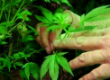 Prima piata din lume unde se va vinde MARIJUANA. Vezi unde si cand se va deschide