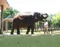 Temperaturi INSUPORTABILE in Brazilia. Cum sunt rasfatate animalele de la gradinile zoologice