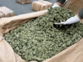 Tratament cu MARIJUANA: Va fi legalizata si in New York