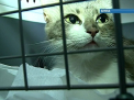 ATENTIE, detinatori de animale. Vezi ce vor fi obligati sa faca cei care au acasa animale