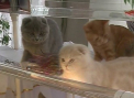 Pisici de mii de euro, expuse la Chisinau. Zeci de vizitatori au venit sa admire felinele