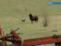 De Paste se FURA iezi si miei. Ce a patit un batran dintr-o localitate din regiunea transnistreana