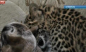Un ied si un pui de leopard din Rusia sunt prieteni de nedespartit. Cum isi petrec timpul impreuna