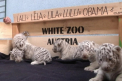 Miracol la o gradina zoologica din Austria: Cinci pui de tigri albi s-au nascut in acelasi timp: "Este o minune"