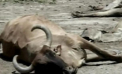Seceta severa in Columbia. Peste 45 de mii de animale au murit, iar cateva paduri au ars in intregime
