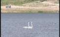 Au aparut primele lebede pe lacul de la Valea Morilor
