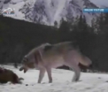 Barbatul gasit ieri mort pe lacul din satul Mingir nu a fost atacat de lupi