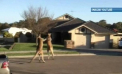 Meci de box NEOBISNUIT in plina strada intr-un oras din Australia: Momentul in care doi canguri se iau la pumni