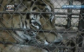 Inca un pui de tigru la Gradina Zoologica din Chisinau! Tu ce nume i-ai da?