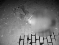 Nepasare totala! A lovit mortal un pieton si l-a lasat sa zaca in plina strada