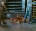 Strigator la cer! Painea noastra cea de toate zilele... coapta in conditii INUMANE!