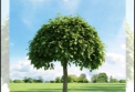 "Va planta copaci la moda". Cum vrea Primaria sa infrumuteseze Parcul Valea Morilor