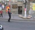 VIDEO AMUZANT. Cu porcii la protest. A dat drumul la 10 purcelusi chiar in Piata Marii Adunari Nationale