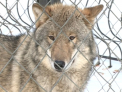 Masuri speciale impotriva gerului! Cum ierneaza animalele de la Gradina Zoologica