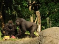 Sarbatoare la o Gradina Zoologica din Australia. O gorila implineste 10 ani. Cum arata tortul surpriza