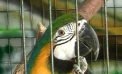 Masuri anti-frig sporite la Gradina Zoologica. Animalele exotice nu mai ies din custi. Ce spun autoritatile