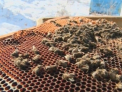 Au fost omorate? Peste un milion de albine au murit in Lozova, dupa ce le-a fost furata mierea.VIDEO