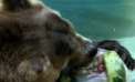 La noi frig, iar in Brazilia canicula. Cum sunt tratate animalele de la Gradina Zoologica din Rio de Janeiro