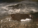 Patinoar in strada. Locuitorii unei strazi din Durlesti revoltati! Apa curge suvoi, iar Apa Canal tace