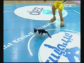 Si pisicile joaca baschet! Uite cum a distrat publicul aceasta felina jucausa