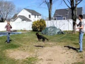 Un caine face senzatie pe YouTube. Cat de bine stie sa sara coarda - VIDEO