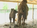 O maimuta capucin, 2 porci tajacu si 4 ratuste din Noua Zeelanda! Zoo din Chisinau isi numara puii