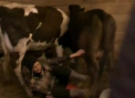 Discutii aprinse la "Ferma Vedetelor". Clipele de groaza prin care a trecut una dintre vedete