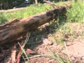 Tragedie la Costesti! Un copil in varsta de 5 ani a murit dupa ce un copac a cazut peste el!