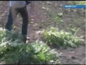 Cum a incercat un barbat din Revaca sa ascunda canepa pe care o cultiva in gradina