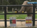 Animalele oracol prezic victoria portughezilor! Meci de infarct in prima semifinala EURO 2012