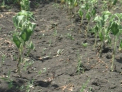 A ajuns si la Guvern! Filat, alarmat: Avem seceta! 90% din terenurile agricole sunt afectate de arsita