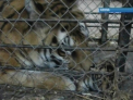 Un nou membru la Zoo. Pui de tigru bengalez, abandonat la nastere de catre mama sa