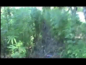 VIDEO. Politia lupta cu traficul de droguri. O fasie de 400 metri de canepa, nimicita!