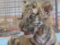 "Kroha" - rasfatatul Gradinii Zoologice. Cum arata puiul de tigru bengalez, abandonat la nastere