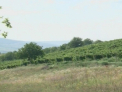 Ministerul dezminte: Taranii care produc vin de casa nu vor trebui sa plateasca impozite!