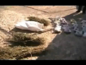 VIDEO. Ascundea canepa in podul casei. Un barbat din Orhei risca 15 ani de inchisoare pentru trafic de droguri