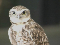 Animalele si pasarile se intrec la alergat! Cine a castigat competia inedita organizata in cadrul JO 2012
