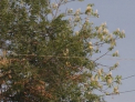 De caldura au inflorit si castanii! Temperaturi de peste 40 de grade in toata tara! Ce spun specialistii