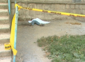 S-a aruncat in gol? Cadavrul unei femei neidentificate, descoperit langa un bloc de la Buiucani